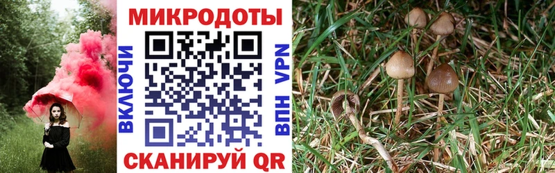 Псилоцибиновые грибы GOLDEN TEACHER  Тбилисская 